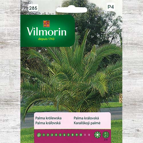 Palma królewska (Daktylowiec kanaryjski) interface.image 1 interface.art 86645