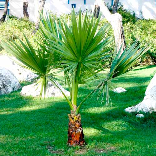 Palma Waszyngtonia  interface.image 1 interface.art 8776