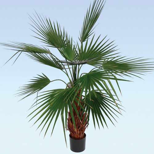 Palma Waszyngtonia  interface.image 2 interface.art 8776