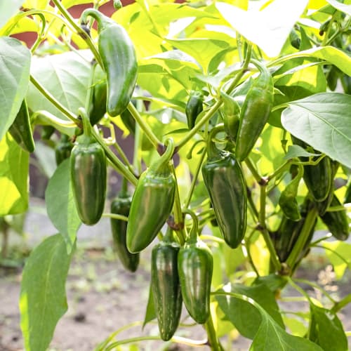 Papryka ostra Camargo interface.art zdjęcie 1 Papryka ostra Camargo interface.image 1 interface.art 50068