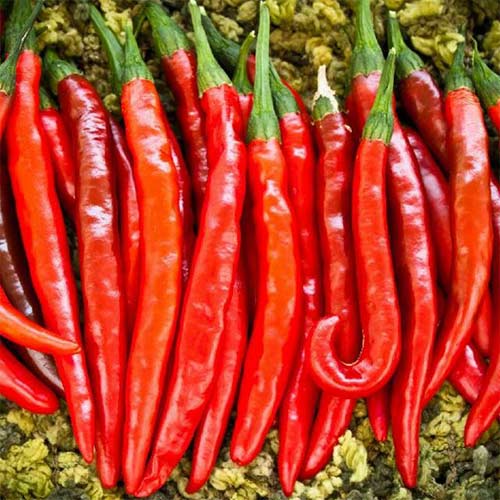 Papryka ostra De Cayenne, nasiona interface.art zdjęcie 1 Papryka ostra De Cayenne, nasiona interface.image 1 interface.art 86950