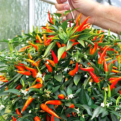 Papryka ostra sadzonka interface.art zdjęcie 1 Papryka ostra sadzonka interface.image 1 interface.art 8908