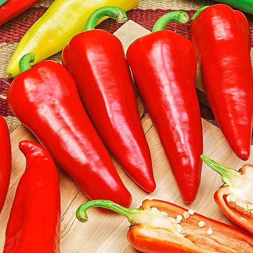 Papryka słodka Sakura Vilmorin interface.art zdjęcie 1 Papryka słodka Sakura Vilmorin interface.image 1 interface.art 77737