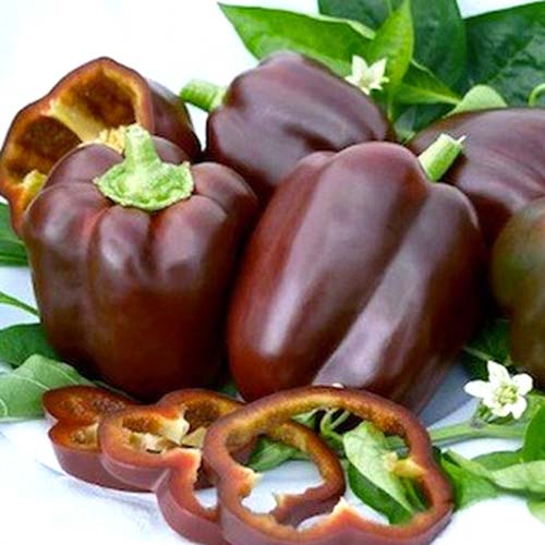 Papryka Sweet Chocolate  interface.art zdjęcie 1 Papryka Sweet Chocolate  interface.image 1 interface.art 8717