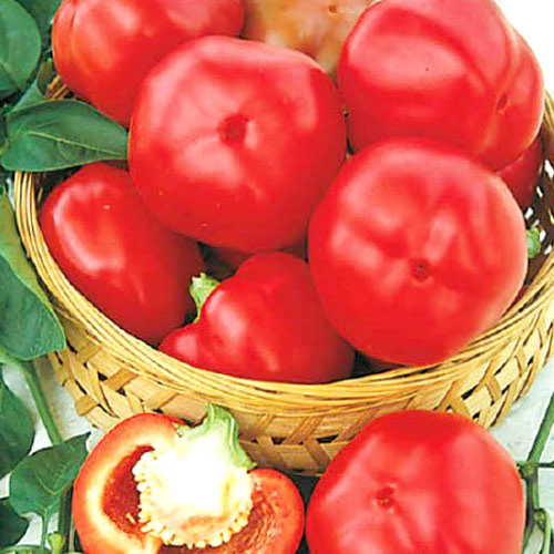 Papryka słodka Topgirl interface.art zdjęcie 1 Papryka słodka Topgirl interface.image 1 interface.art 8718