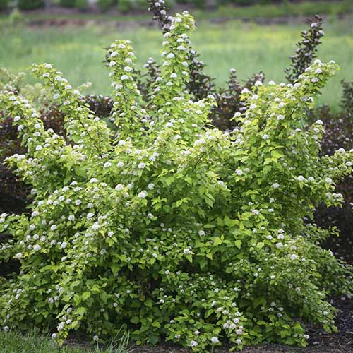 Pęcherznica Dart's Gold, C3 interface.image 1 interface.art 7726