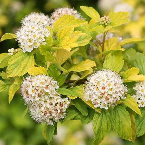 Pęcherznica Tilden Park interface.image 1 interface.art 4471