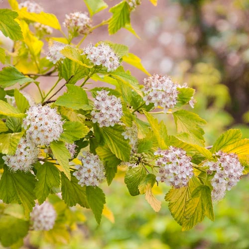 Pęcherznica Dart`s Gold interface.image 1 interface.art 9085