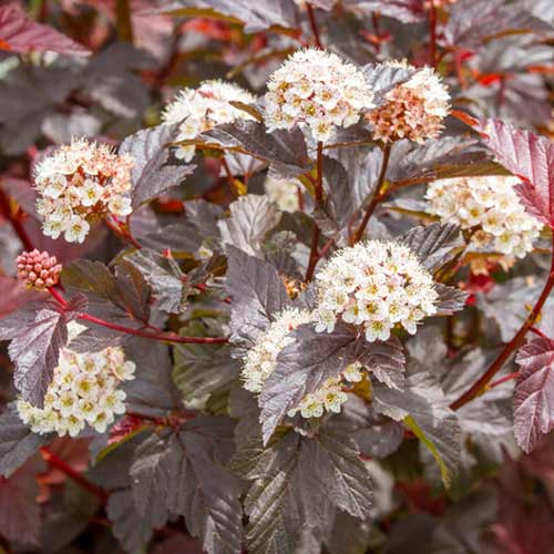 Pęcherznica kalinolistna Diable d'Or interface.image 1 interface.art 4472