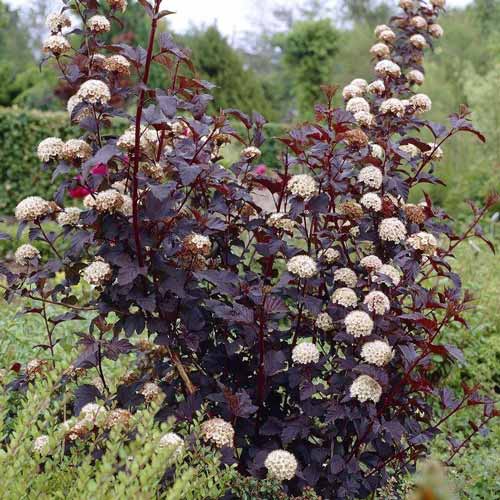 Pęcherznica kalinolistna Diabolo interface.image 1 interface.art 9544