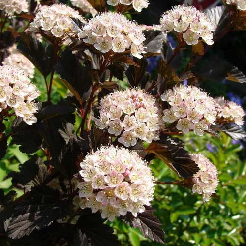 Pęcherznica kalinolistna Summer Wine interface.image 2 interface.art 9545