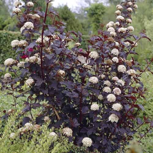 Pęcherznica Summer Wine ® PBR, С3 interface.image 1 interface.art 8563