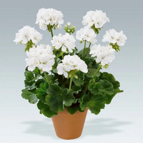 Pelargonia biała F1 interface.image 1 interface.art 87046