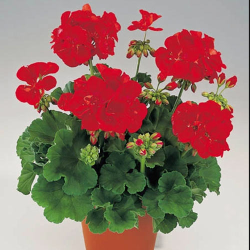 Pelargonia czerwona F1 interface.image 1 interface.art 87047