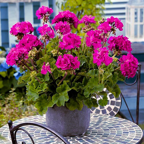 Pelargonia fioletowa F1 interface.image 1 interface.art 87048