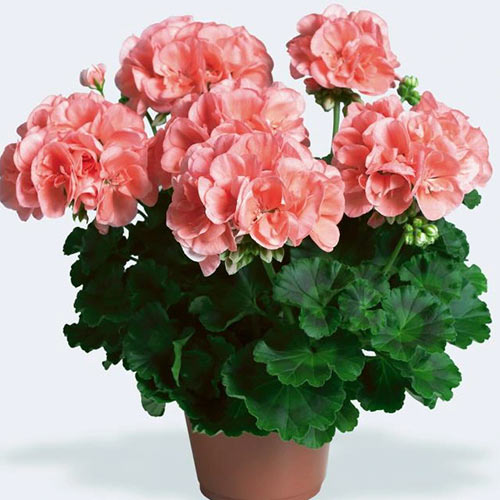 Pelargonia łososiowa F1 interface.image 1 interface.art 87049