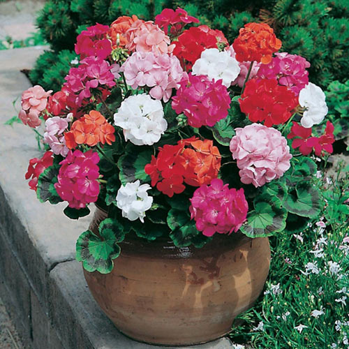 Pelargonia, mieszanka F1 interface.art zdjęcie 1 Pelargonia, mieszanka F1 interface.image 1 interface.art 87051
