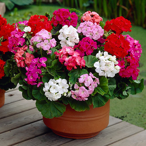 Pelargonia mieszanka F2 interface.image 1 interface.art 87052