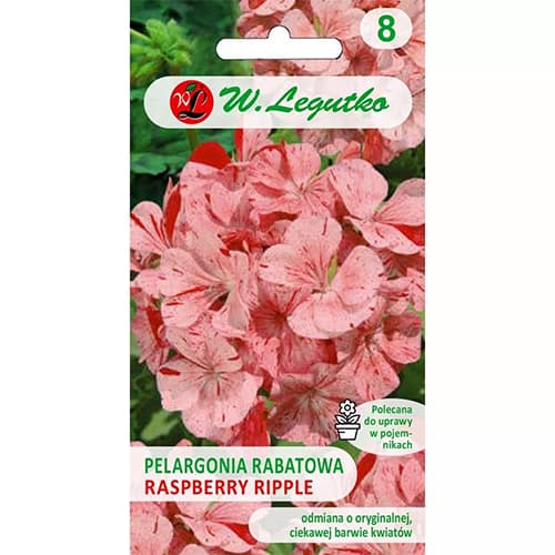 Pelargonia rabatowa Divas F1 Raspberry Ripple interface.art zdjęcie 1 Pelargonia rabatowa Divas F1 Raspberry Ripple interface.image 1 interface.art 69618