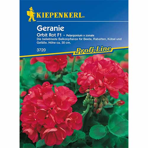 Pelargonia (Geranium) rabatowa Orbit Rot F1 interface.image 1 interface.art 96536