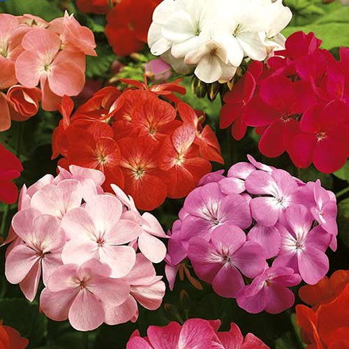 Pelargonia rabatowa, mieszanka interface.image 1 interface.art 8778