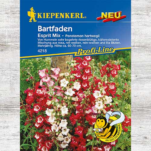 Penstemon hartwegii Esprit interface.art zdjęcie 1 Penstemon hartwegii Esprit interface.image 1 interface.art 86249