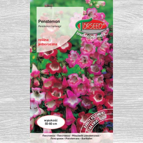 Penstemon, mieszanka interface.art zdjęcie 1 Penstemon, mieszanka interface.image 1 interface.art 77572