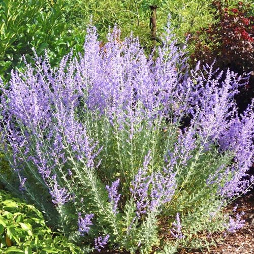 Perowskia łobodolistna interface.image 1 interface.art 2590