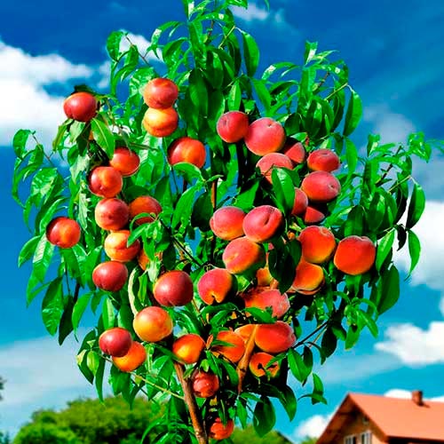 Brzoskwinia DUO interface.image 1 interface.art 7147