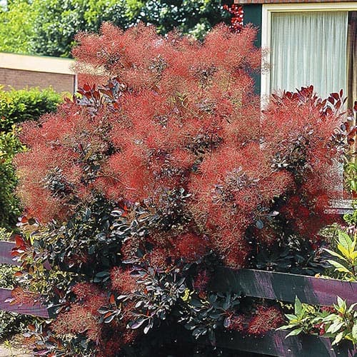 Perukowiec Royal Purple interface.image 1 interface.art 76687