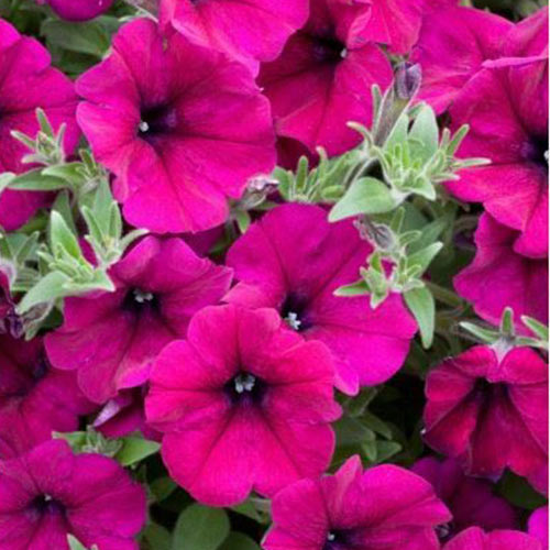 Petunia ogrodowa amarantowa interface.image 1 interface.art 87053