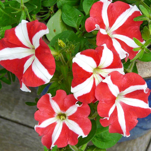 Petunia ogrodowa biało-czerwona interface.image 1 interface.art 87058