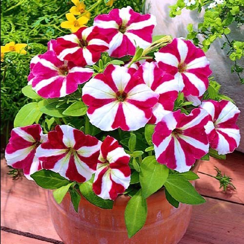 Petunia ogrodowa biało-wrzosowa interface.image 1 interface.art 87055