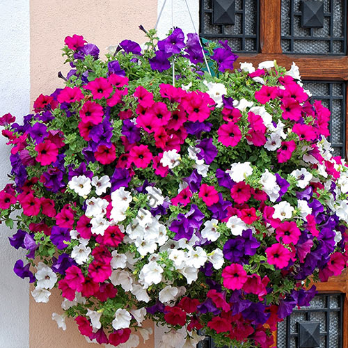 Petunia ogrodowa, mieszanka balkonowa interface.image 1 interface.art 87057