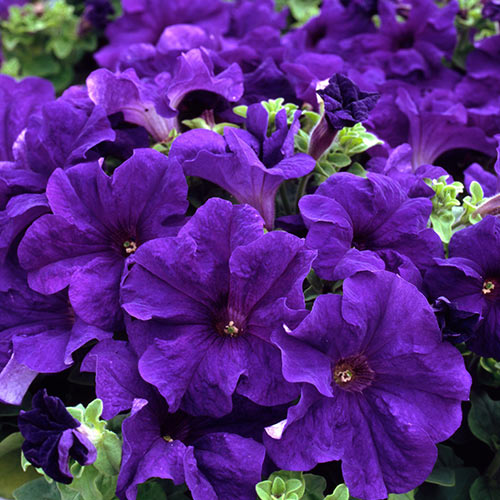 Petunia ogrodowa niebieska interface.image 1 interface.art 87060