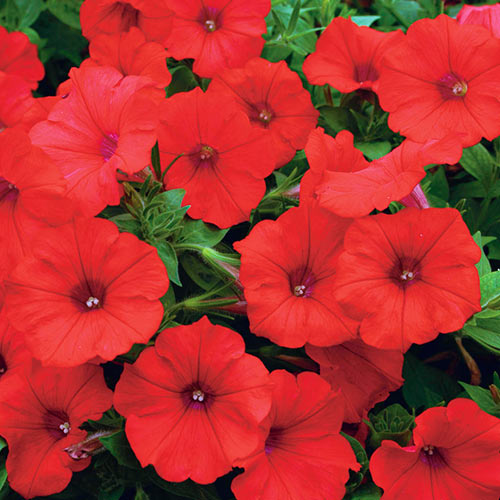 Petunia ogrodowa purpurowo-czerwona interface.image 1 interface.art 87059