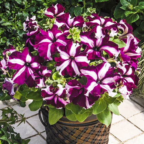 Petunia Starlet interface.image 1 interface.art 8781