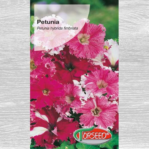 Petunia strzępiasta Koronkowy Welon interface.image 1 interface.art 77574