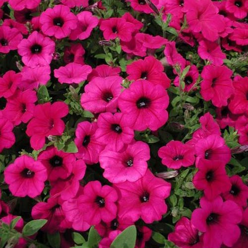 Petunia zwisająca Fortunia purpurowa interface.image 1 interface.art 87061