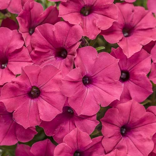 Petunia zwisająca Fortunia różowa interface.image 1 interface.art 87062