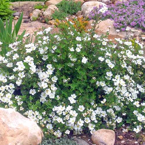 Pięciornik krzewiasty Abbotswood interface.image 1 interface.art 3969