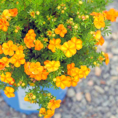 Pięciornik Bella Apple interface.image 1 interface.art 4473