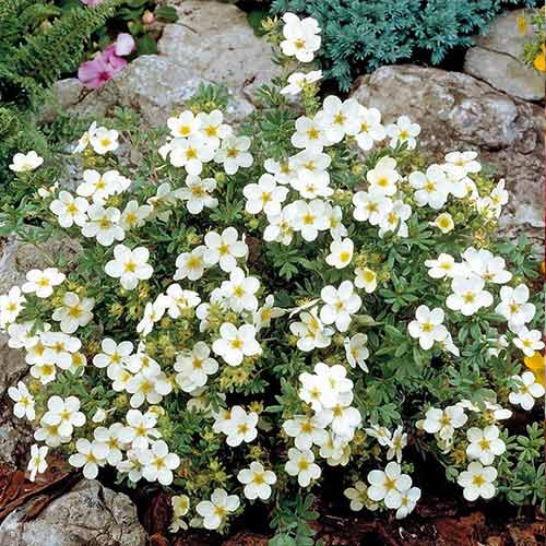 Pięciornik krzewiasty Bella Bianca interface.image 1 interface.art 4474