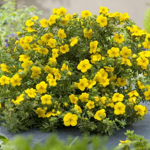 Pięciornik Bella Lindsey interface.image 1 interface.art 4099