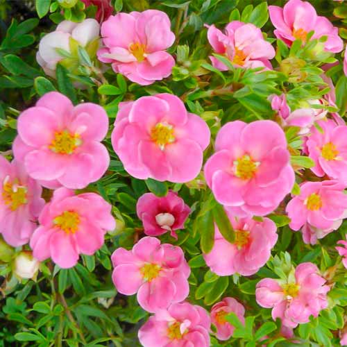 Pięciornik krzewiasty Bellissima interface.image 1 interface.art 5620