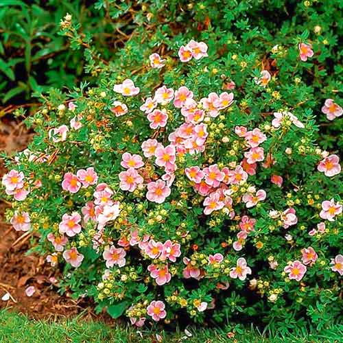 Pięciornik krzewiasty Princess interface.image 1 interface.art 4102