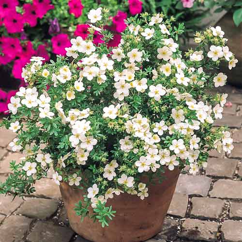 Pięciornik Snowbird interface.image 1 interface.art 4475