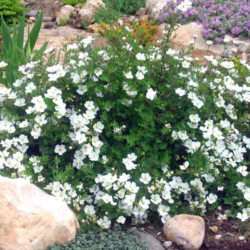 Pięciornik krzewiasty Snowflake interface.image 1 interface.art 4103