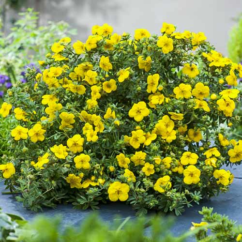 Pięciornik krzewiasty Sommerflor interface.image 1 interface.art 9590