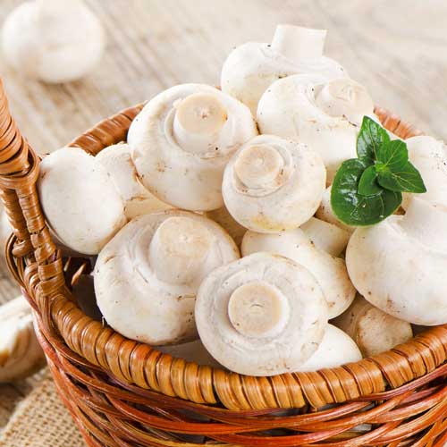 Pieczarka Dwuzarodnikowa interface.image 3 interface.art 9742